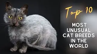 Ознакомьтесь с ТОП-10 самых необычных пород кошек в мире.