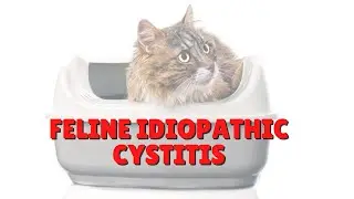 Feline Idiopathic Cystitis | Two Crazy Cat Ladies #shorts