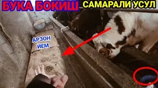 Qishda buqalanri qanday semirtirish kerak