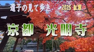 【京都　光明寺の紅葉】　2025　道子の見て歩き