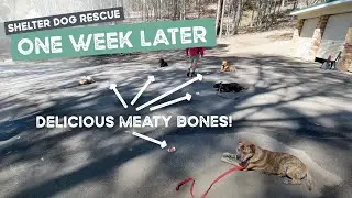 Shelter dogs update after 1 week at the farm