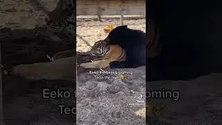 Bear & Tiger bond! #bear #tiger #fyp