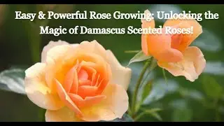 Easy & Powerful Rose Growing: Unlocking the Magic of Damascus Scented Roses!