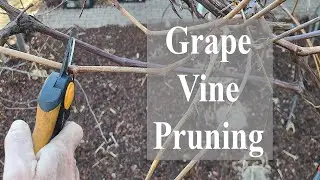 Grape Vine Pruning