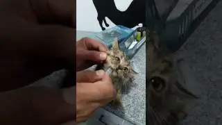 Cute kitten deworming