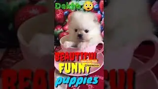 Show Quality Pomeranian Male & Female Puppy Available |Rana Pet Shop | Gwalior / 📞 7049462433