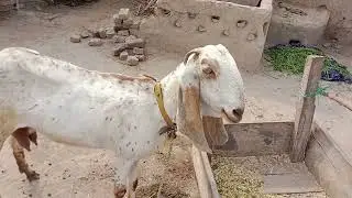 My goat is beautiful 🐐 🐐 🐐 in daily v log 