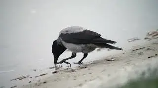 Corvus cornix
