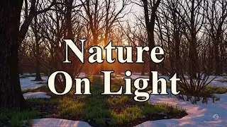 Winter Ambient - Golden Hour Forest - Relaxing - 10 Hours (Extended Mix)