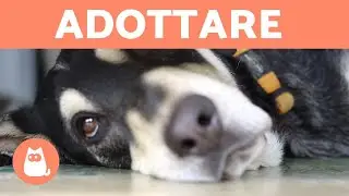 Perché adottare e NON comprare? 💖 5 motivi