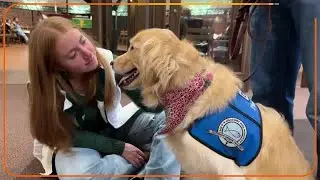 Comfort dogs help shooting survivors cope in Michigan