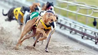 Greyhounds racing, Belle Vue Greyhound Stadium, Manchester, England, United Kingdom