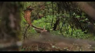 Parco San Rossore 4K - Wildlife Photography