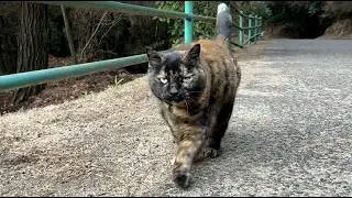 ちょっと急ぎ足で鳴いて付いて来た可愛いずんぐり森のサビ猫ちゃん