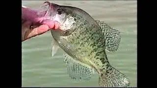 Bill Dance Outdoors Crappie Fishing vhs 1993