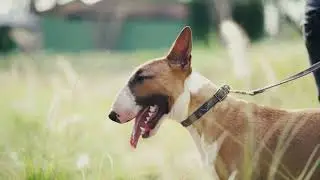 6 Types of Dogs You'll See at Official Dog Shows