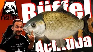 Russian Fishing 4 - Büffel Fisch - Achtuba , Schuppenkarpfen, Wildkarpfen, Großmäuliger Büffelfisch