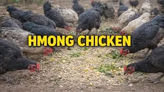 Feeding Free-Range Hmong Chickens in Vietnam | High-Value Native Breed