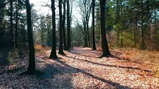 Drone hunebed