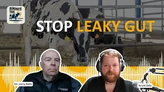 How LivOx Boosts Gut Health, Liver Function, and Milk Production in Dairy Cows