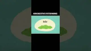 Easy way to understand digestive system of human being🤗 #viralvideos #digestivehealth