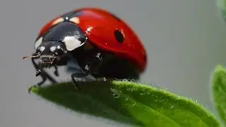 Batty Boffin's Brain Blaster 4 - Ladybirds