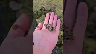 Little froglets everywhere! 🐸