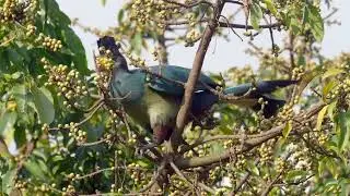 Great Blue Turaco   Corythaeola cristata   HD 1080p
