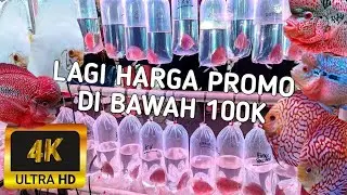 REVIEW IKAN LOUHAN KAMFA CENCU. HARGA DI BAWAH 100K. ADA IKAN DISCUS.. HARGA MULAI DARI 50K
