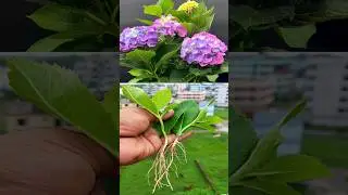 How to Grow Hydrangea Flower Plant from Cutting In A Onion & Garlic