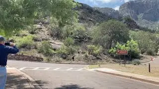 Black Bears at Big Bend National Park.