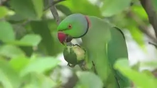 Ringneck Parrots Searching Best Guavas on tree 