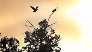 Foshi': The Chickasaw Word for Bird