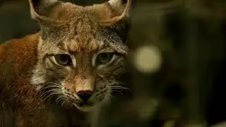 Lynx - Instrumental - Animal Tuesday Hard Cinematic HipHop Rap Trap Type Beats