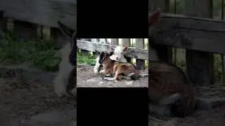 Cute Baby, Lumb Of Goat