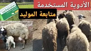 الأدوية اللي بستخدمها في تربية الغنم + متابعة الاغنام والحملان