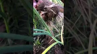 Harvesting big size desi garlic#shorts #youtubeshorts