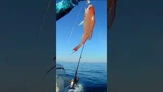 Instant Hook Up Destin Nearshore Fishing 🎣