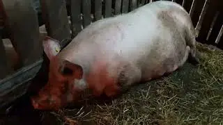 Опорос Крупной Белой свиноматки