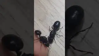 Carebara diversa ( queen size to my finger) | All for Ants