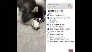 a #husky  in the zoom meeting，#huskybarking #dogsbarking