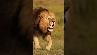 #lion #africannature #animals #africanforest #lionking #africaforest #wildlife #bush #safari