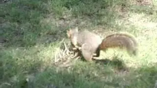 Squirrel Hopping High Speed Camera 300 fps