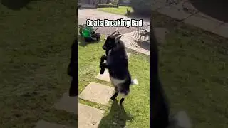 MOST DANGEROUS Farm Animal?