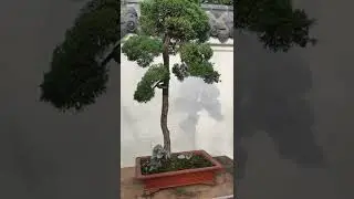 Appreciation of Master Xu Hao's Bonsai Works