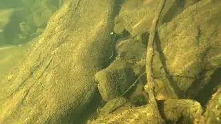 Maury River Freshwater Snorkeling 11021