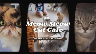Visiting Kuching&rsquo;s Only Pet Cafe! 🐾 Meow Meow Cat Cafe Experience