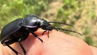 Střevl&iacute;k fialov&yacute;-Carabus violaceus