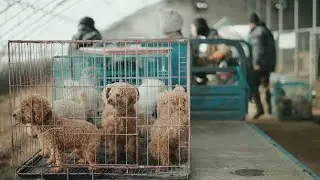 Not Every Dog Gets Adopted &mdash; This Is Their Second Home