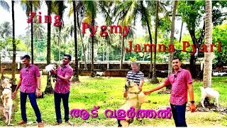 Goat farm kerala malayalam | canadian pygmy user review| Jamuna pyari |